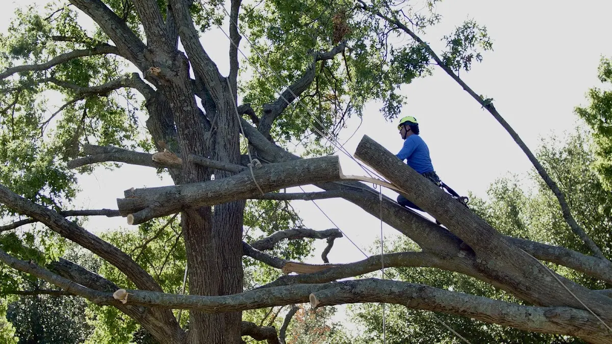 Professional Hazardous Tree Removal performed by certified arborists in Austin